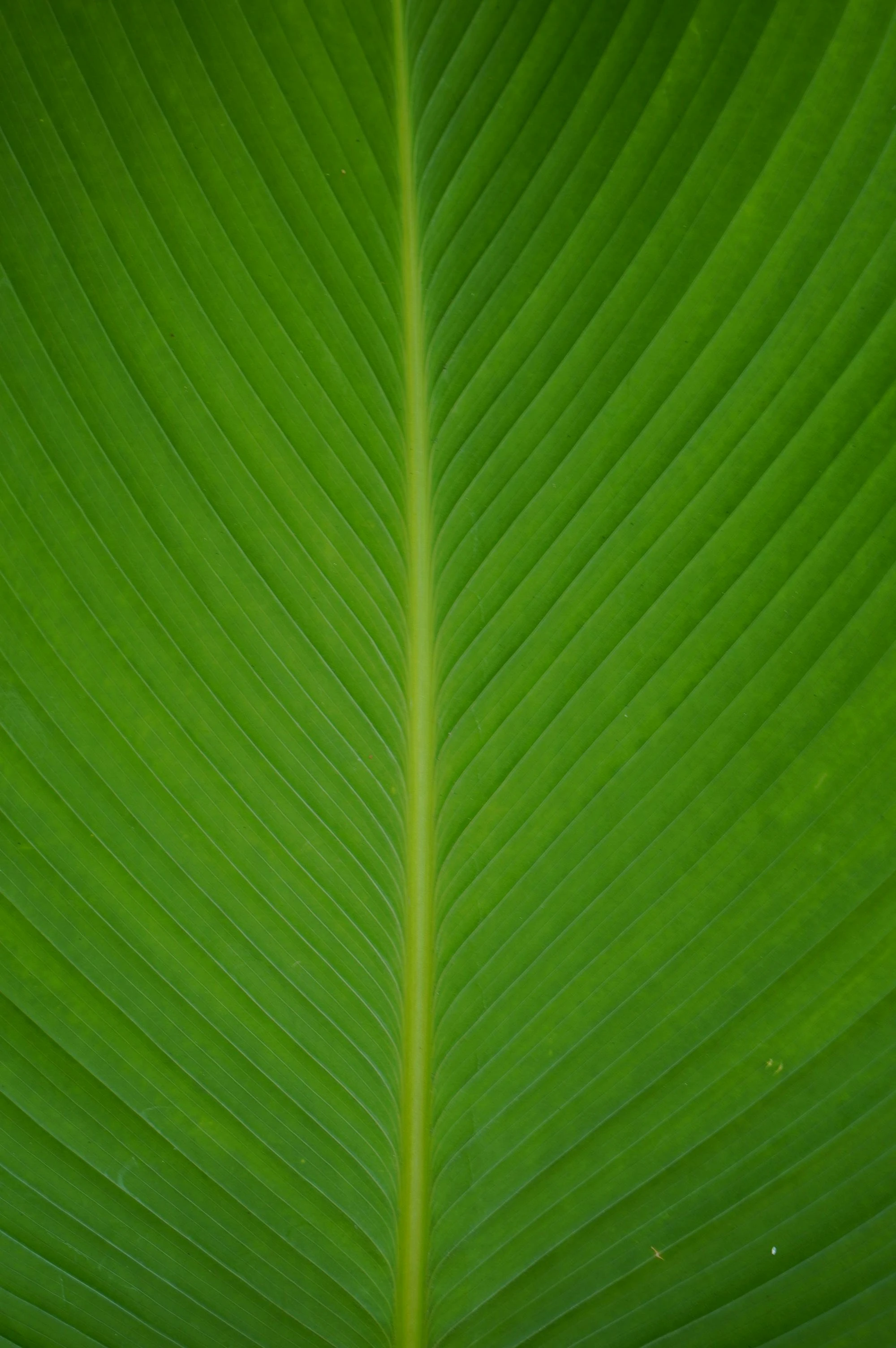 Green Leaf