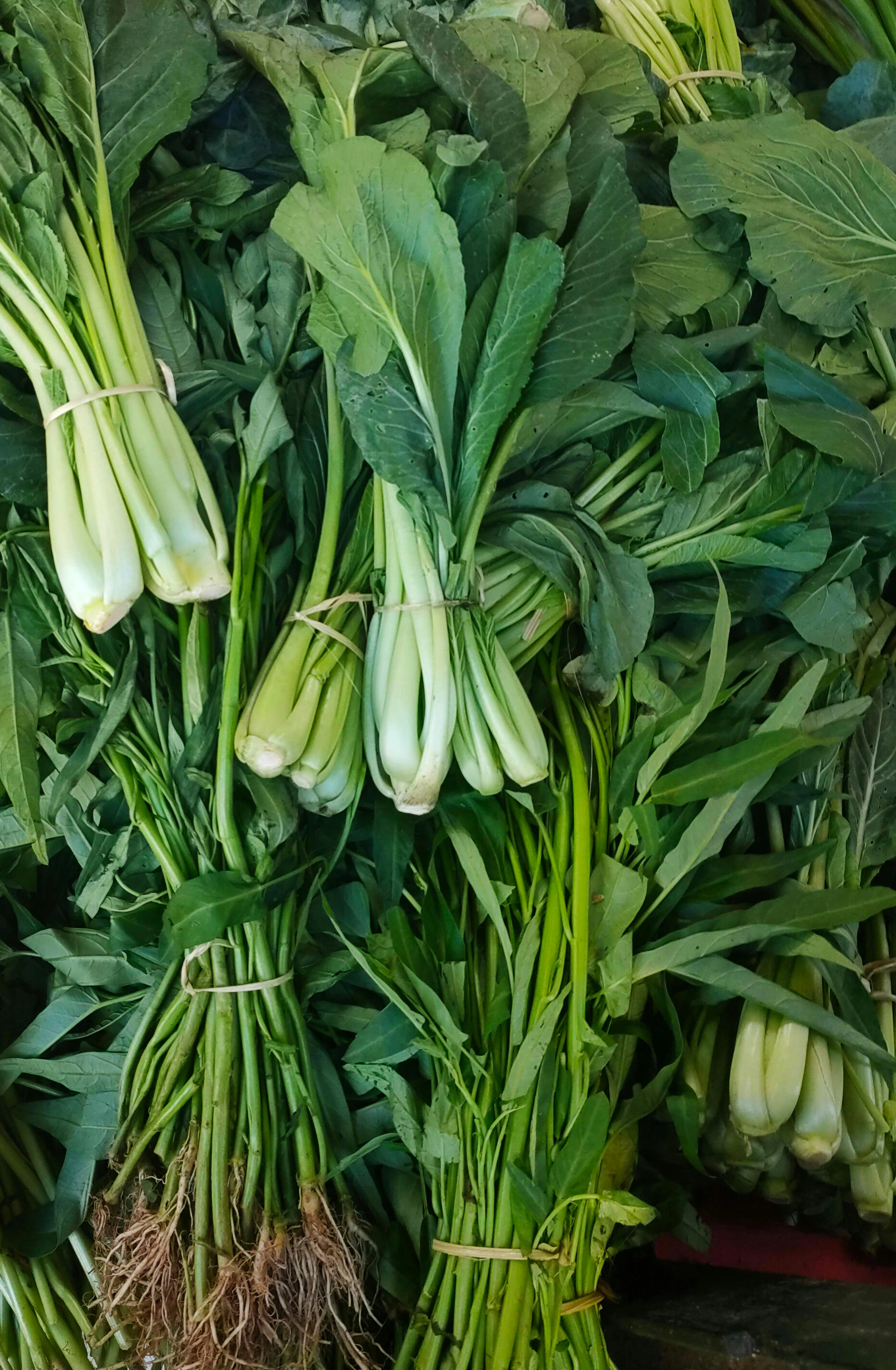 Stem Vegetables