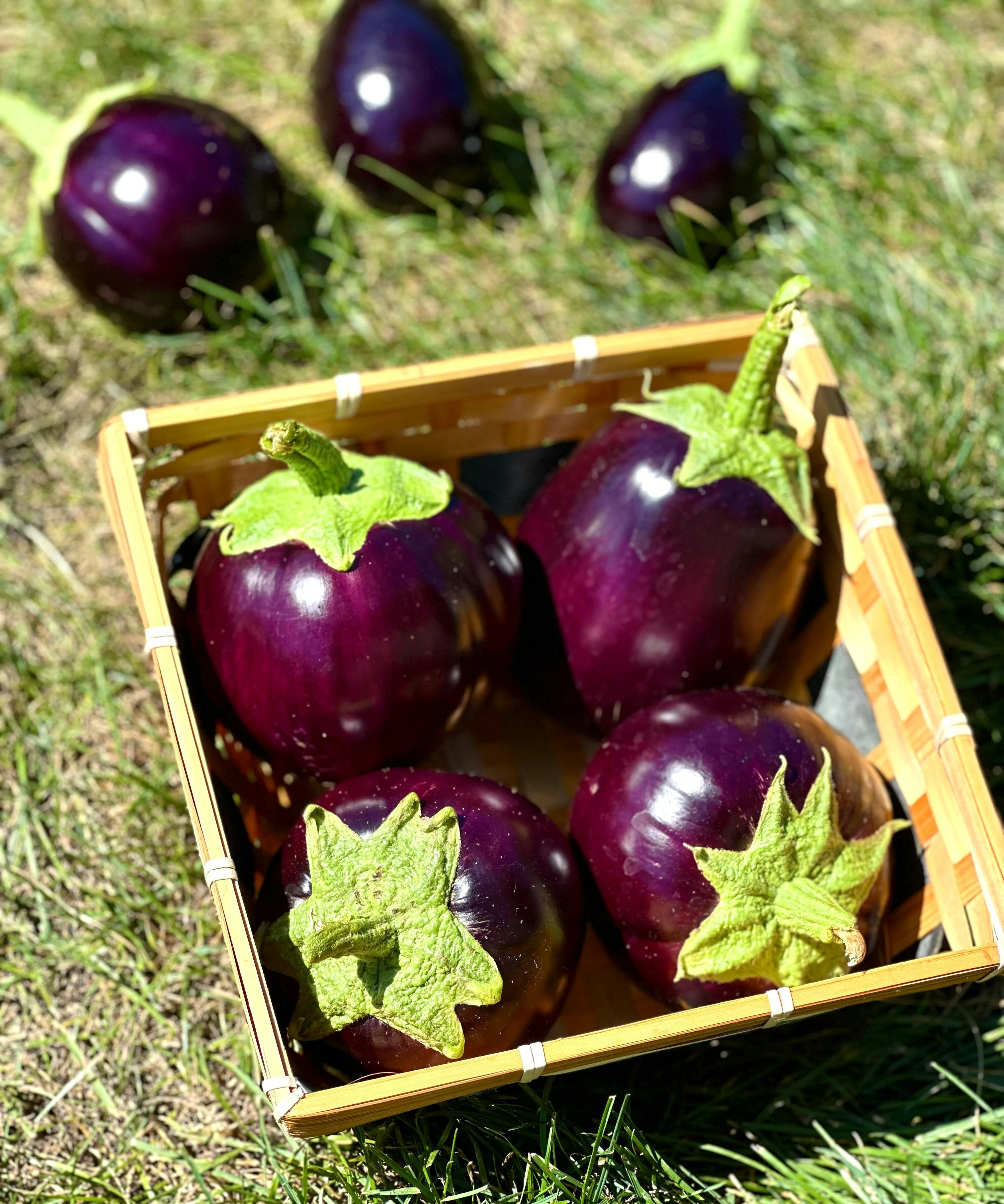 Brinjal / Eggplant