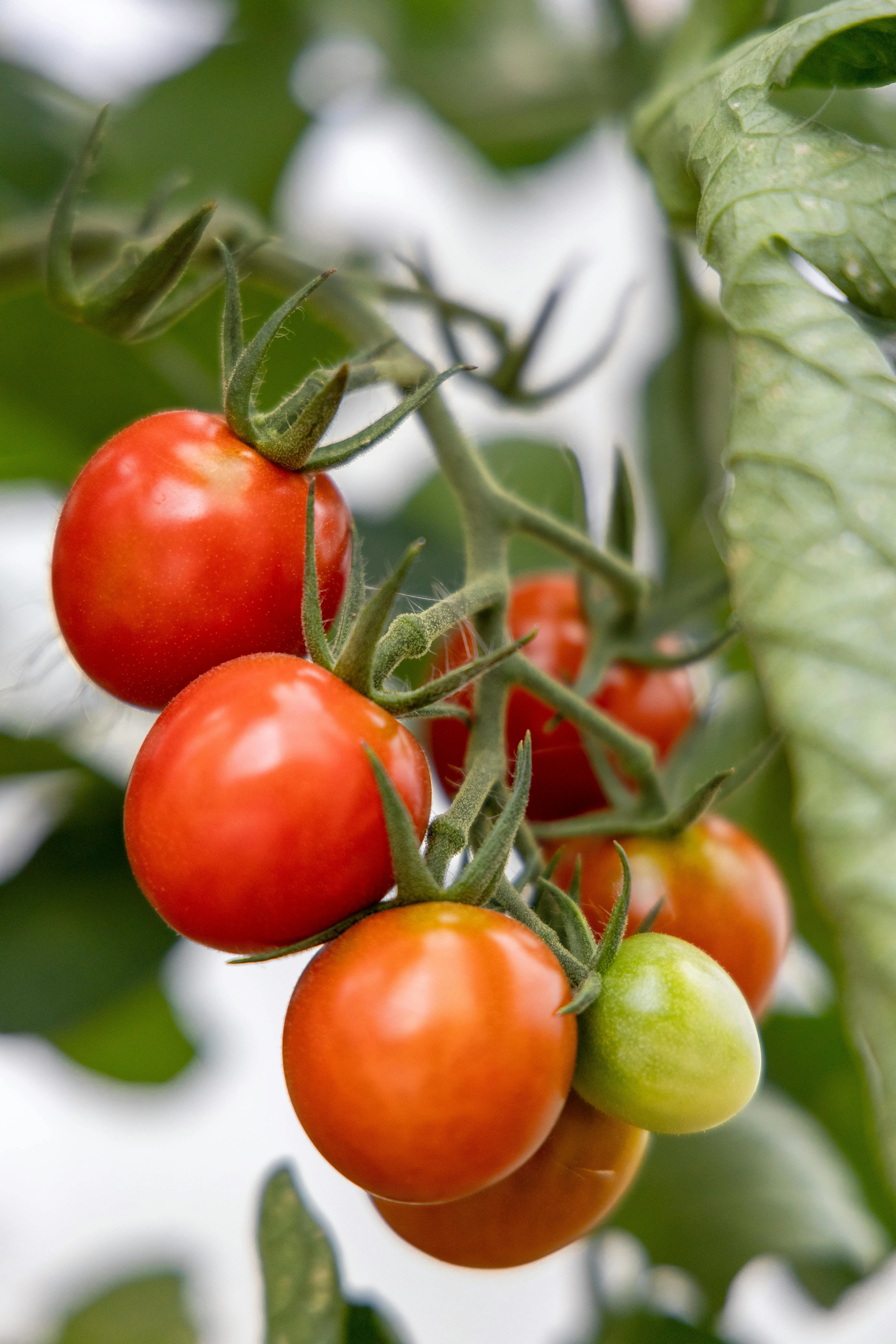 Tomato