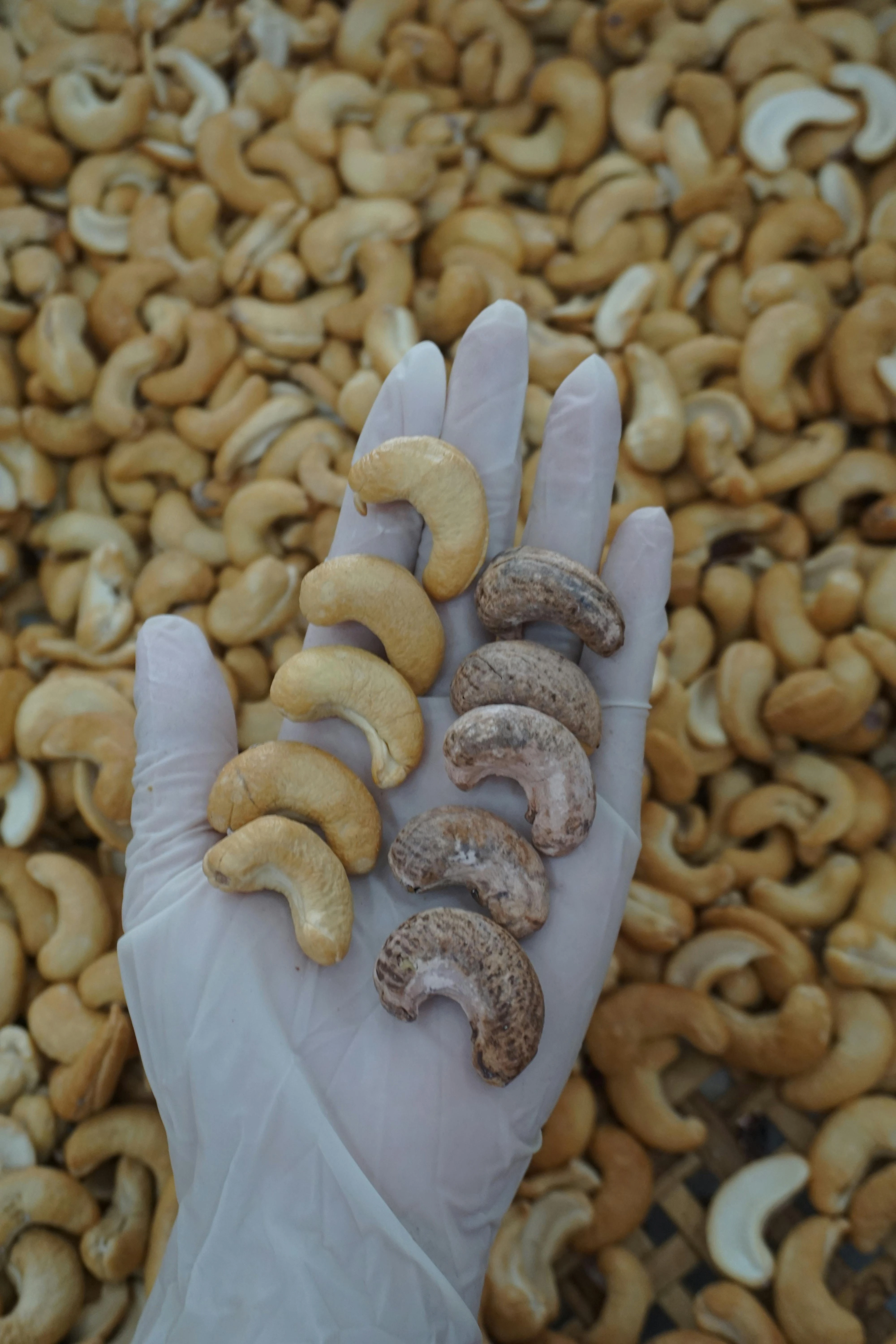 Cashew