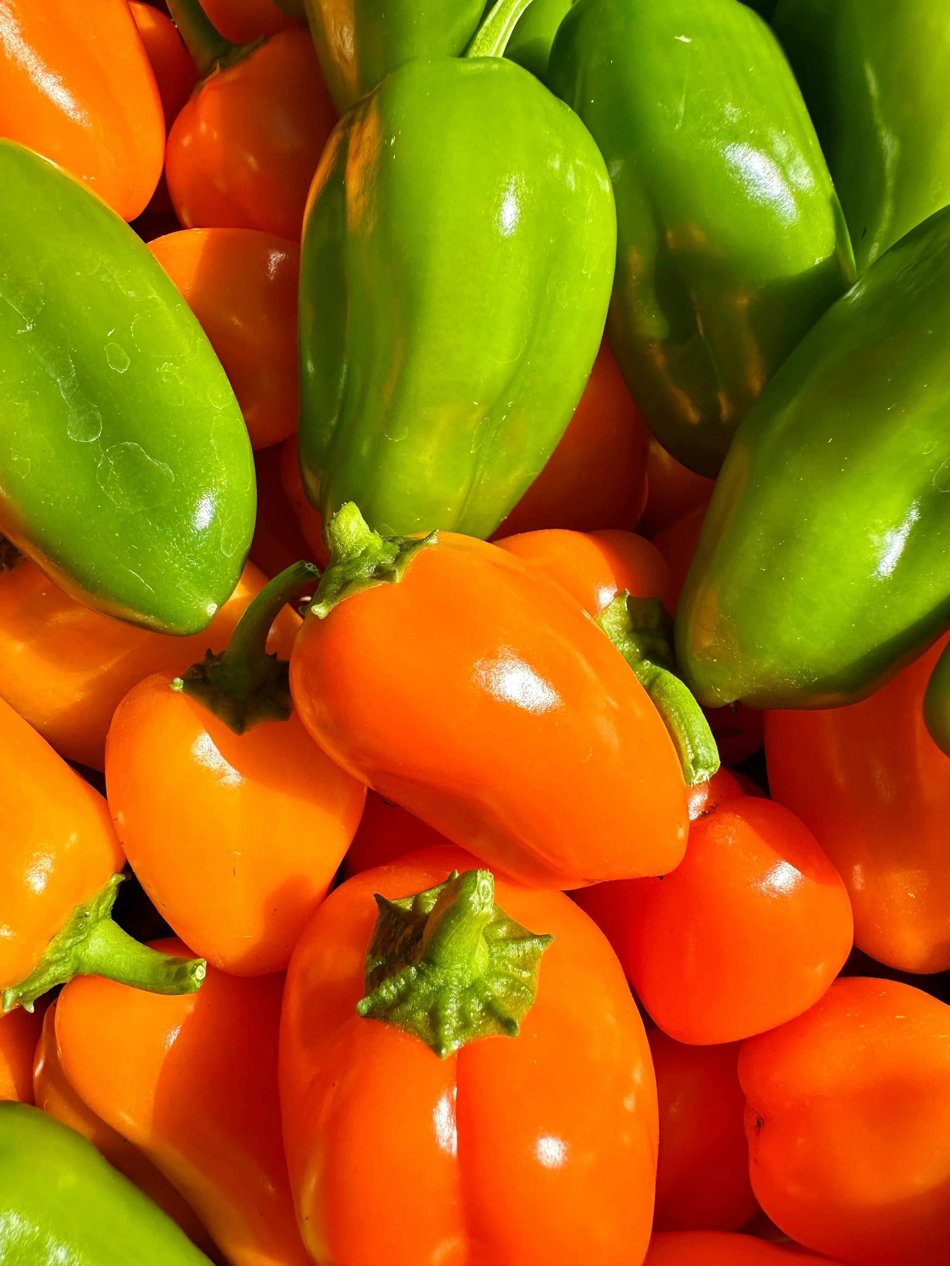 Capsicum